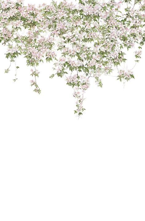Classic Clematis Mural Wallpaper - Project Nursery