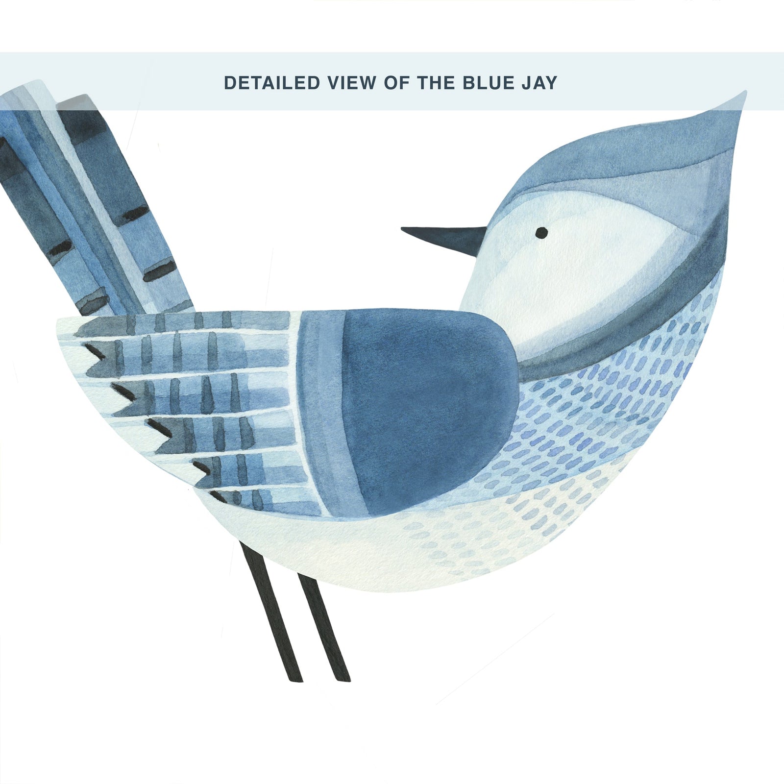 Blue Jay Wall Decals