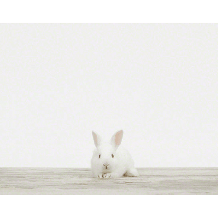 Baby Bunny No. 1 Print - Project Nursery