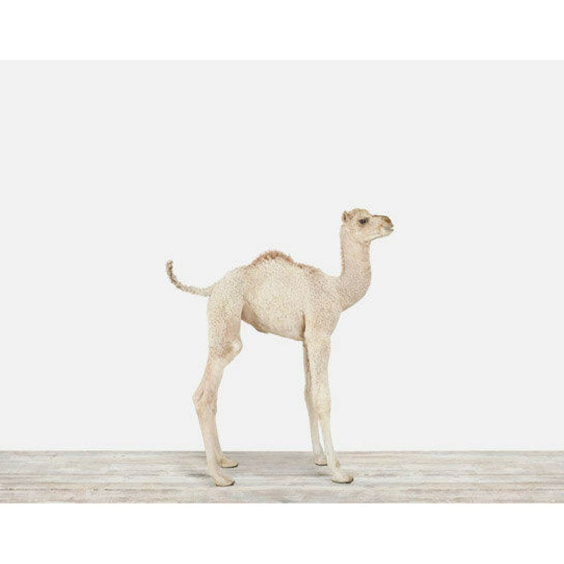 Baby Camel Print - Project Nursery