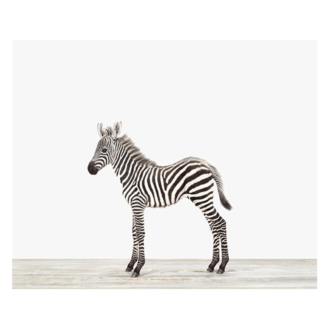 Baby Zebra Print - Project Nursery