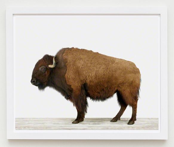 American Buffalo Print - Project Nursery