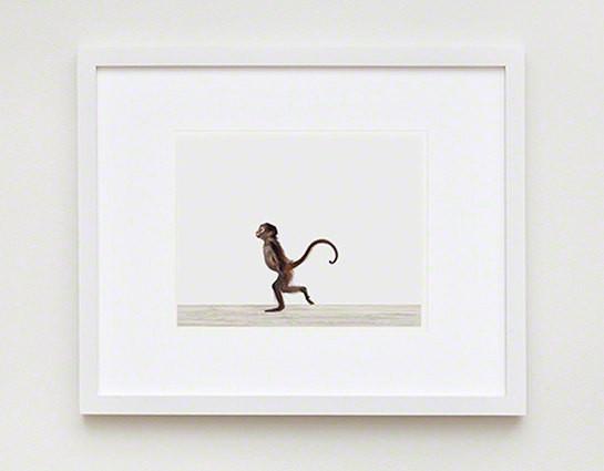 Baby Monkey Print - Project Nursery