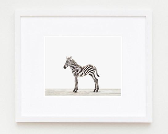 Baby Zebra Print - Project Nursery