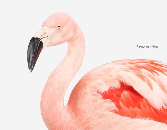 Flamingo Print - Project Nursery