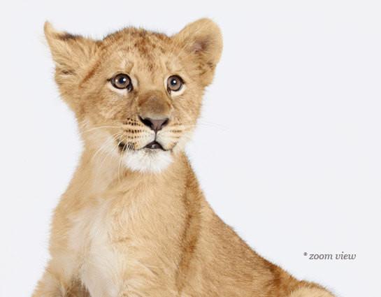 Lion Cub Print - Project Nursery